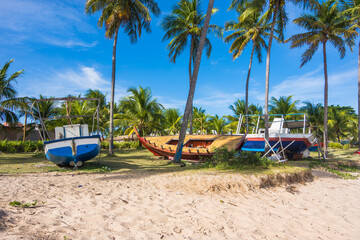 Obraz na płótnie Canvas Guarajuba, Bahia, Brazil, November 2020 - view of some beautiful palm and coconut trees
