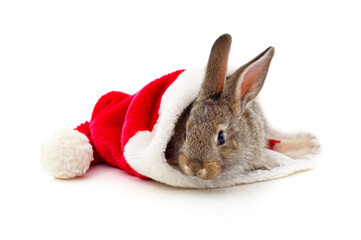 Rabbit in a Christmas hat.