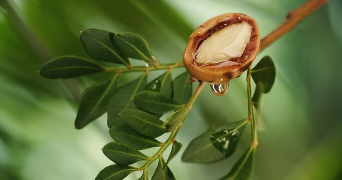 Argan nut oil tree 