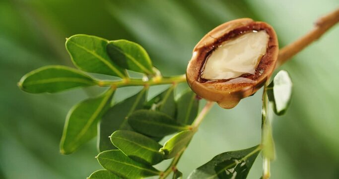 Argan nut oil tree 