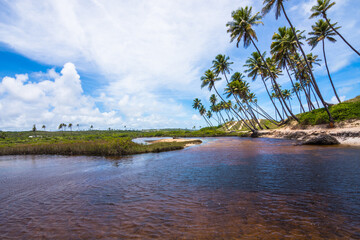 View of a beautiful mangrove and river at Massarandupió Beach - Bahia, Brazil