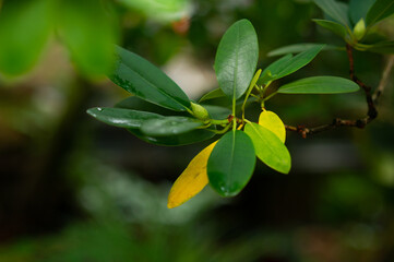 green leaves on a tree