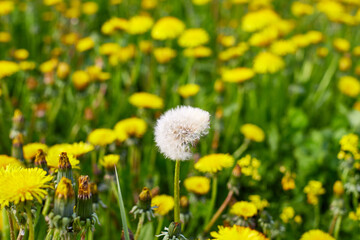 Obraz premium Beautiful Yellow Dandelion in green field in a spring or summer day
