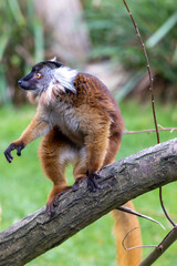 Female Black lemur, Eulemur macaco, sitting on a piece of wood. The moor lemur is a species from the family Lemuridae and occurs in moist forests in the Sambirano region of Madagascar. High quality
