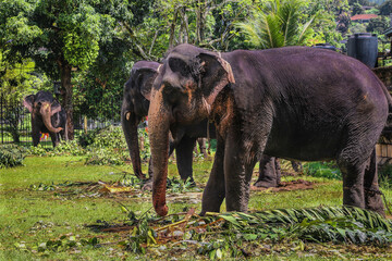 Sri Lankan Domestic Elephants In Kandy Perahara 