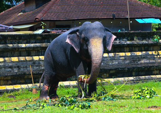 Sri Lankan Domestic Elephants In Kandy Perahara 