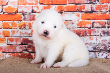 Small two weeks age old cute white Samoyed puppy dog