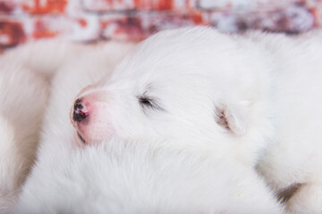 Small two weeks age old cute white Samoyed puppy dog