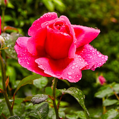Beautiful scented rose named Elbflorenz  with water drops. Botanical Garden, KIT Karlsruhe,...