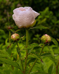 Beautiful peonies bloom with water drops. Botanical Garden, KIT Karlsruhe, Germany, Europe