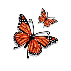 Butterfly Full Color Vector Illustration