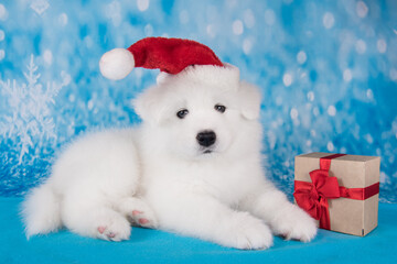 White funny Samoyed puppy dog in red Santa Claus hat with gift