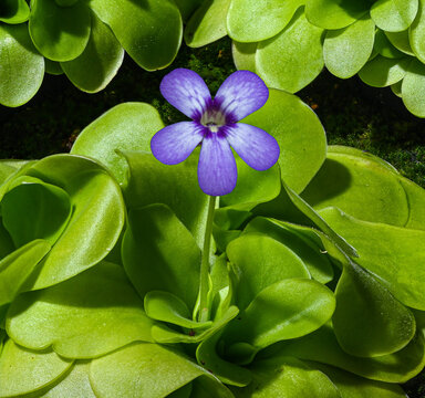 Blossom and leaves of a mexican butterwort (Pinguecula esseriana). Botanical Garden, KIT Karlsruhe, Germany, Europe