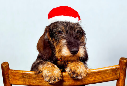 Dachshund puppy in santa hat