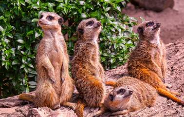 A couple of meerkats sit on a log and pass the time