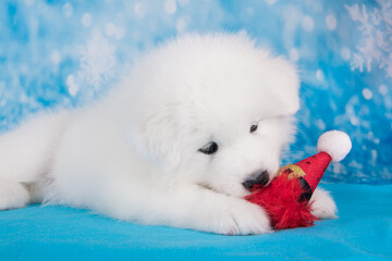White funny Samoyed puppy dog in red Santa Claus hat