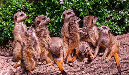 A couple of meerkats sit on a log and pass the time