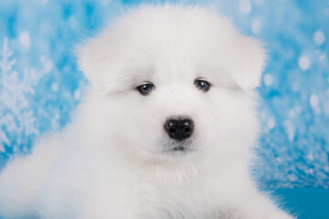 White fluffy small Samoyed puppy dog muzzle close up