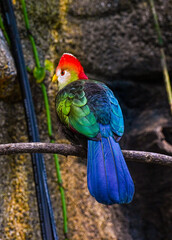Red-crested turaco (Tauraco erythrolophus)