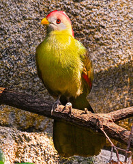 Red-crested turaco (Tauraco erythrolophus)