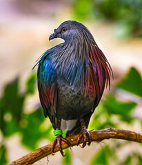 Nicobar Pigeon (Caloenas nicobarica), adult on tree