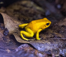 Golden poison dart frog (Phyllobates terribilis). Tropical frog living in South America.