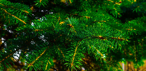 green spruce branches conifer close up pattern background