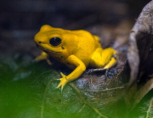 Golden poison dart frog (Phyllobates terribilis). Tropical frog living in South America.