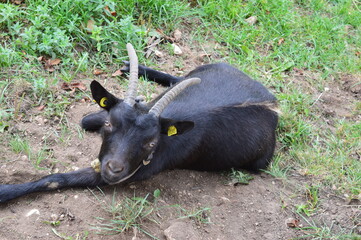Portrait of a goat 