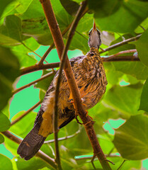 Sunbittern (Eurypyga helias) adult photographed from below sitting on a tree