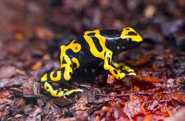 Yellow-banded poison dart frog or yellow-headed poison dart frog (Dendrobates leucomelas). Tropical frog living in South America.