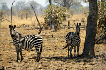 Z&egrave;bres de Crawshay (Equus quagga crawshayi) dans le parc national du Sud Luangwa, Zambie