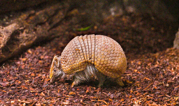 Southern three-banded armadillo (Tolypeutes matacus) runs on the ground