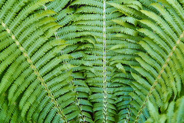 Fototapeta premium Green fern leaves close up.