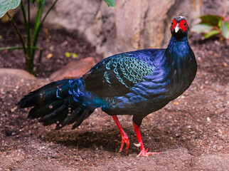 Edwards‘s pheasant (Lophura edwardsi)