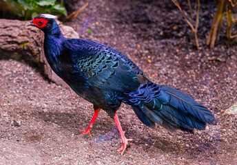 Edwards‘s pheasant (Lophura edwardsi)