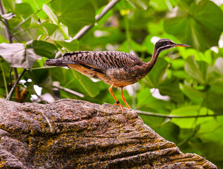 Sunbittern (Eurypyga helias) adult photographed on a rock