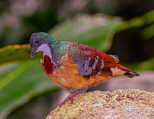 Bartlett‘s bleeding-heart on a stone