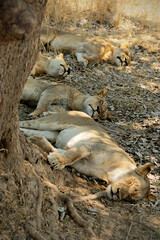 Lionnes assoupies &agrave; l&rsquo;ombre d&rsquo;un arbre dans le parc national du Sud Luangwa, Zambie
