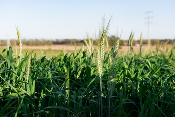 Primer plano de espigas de trigo verde, en el campo