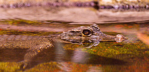 Dwarf-Crocodile-(Osteolaemus-letraspis)