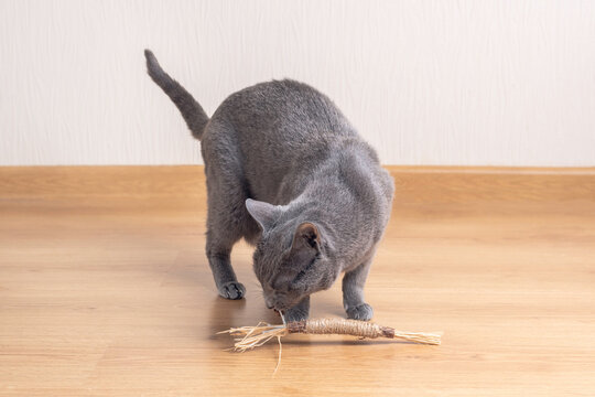 Russian Blue Cat is playing with toy made odf Matatabi tree