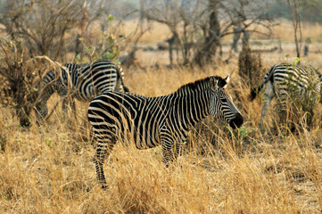 Fototapeta na wymiar Zèbres de Crawshay (Equus quagga crawshayi) dans la savane du parc national du Sud Luangwa, Zambie