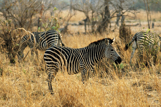 Z&egrave;bres de Crawshay (Equus quagga crawshayi) dans la savane du parc national du Sud Luangwa, Zambie