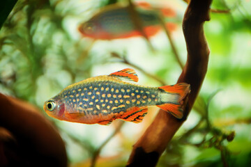 Danio margaritatus Freshwater fish, celestial pearl danio in the aquarium, is often as often...