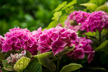 close-up of fresh pink flowers of a garden