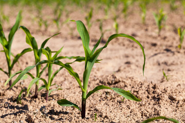 green young corn in an agricultural field