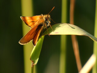 Small skipper (Thymelicus sylvestris) - orange butterfly on a blade of green grass, Poland