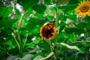 Obraz premium Monarch butterfly on a sunflower