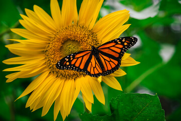 Monarch butterfly on a sunflower